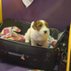 Illustration for article titled Here Are 2,000 Photos We Took At The Westminster Dog Show